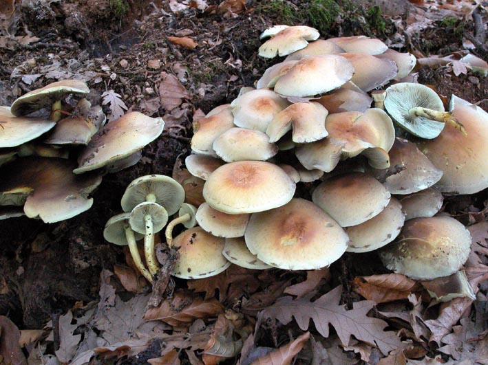 quale Hypholoma.....